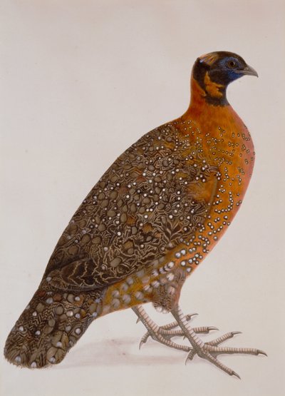 Crimson Horned Pheasant (Satyr Tragapan) by Unbekannt Unbekannt